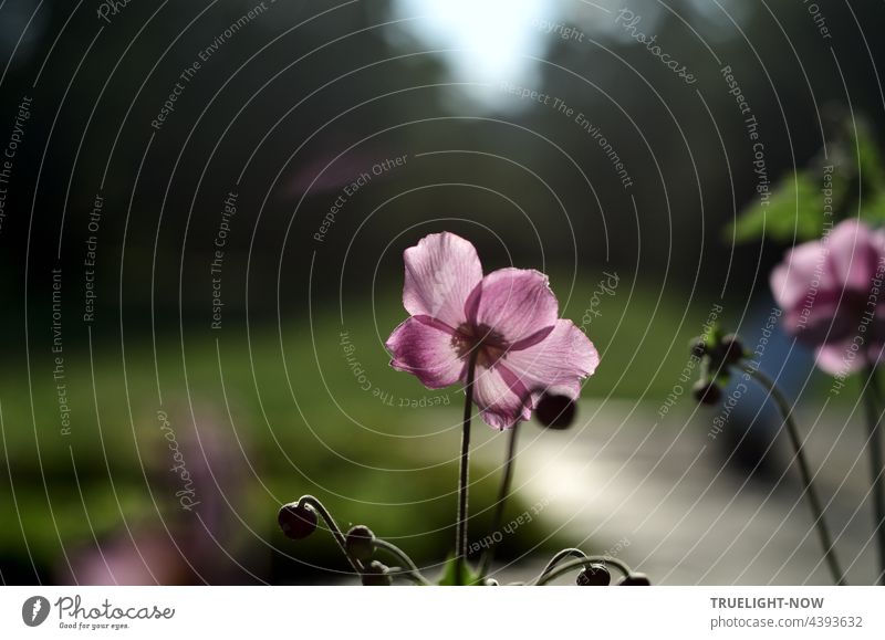 Ein letztes Leuchten. Noch ist der Sommer nicht fort. Schwingt ein dunkler Ton. Herbst-Anemone anemone hupehensis Blume Blüte blühend blass violett lila rosa