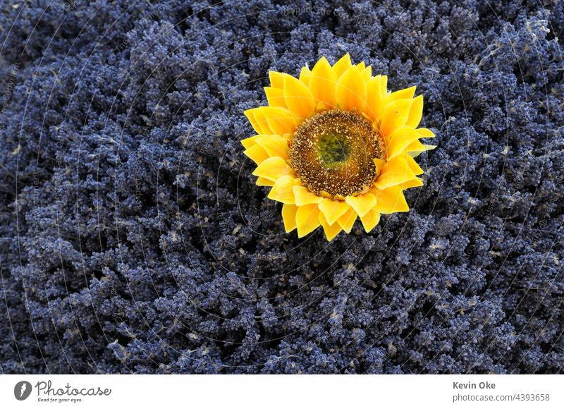 Getrocknete Sonnenblumen in einem Bett aus Lavendelblüten, Lourmarin, Vaucluse, Provence-Alpes-Côte d'Azur, Frankreich Markt Blumen Küchenkräuter Marktplätze