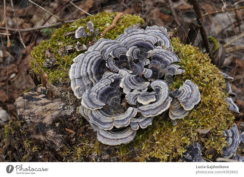 Truthahnschwanzpilz, auf Lateinisch Coriolus versicolor und Polyporus versicolor genannt. Er ist ein weit verbreiteter Pilz, der zu medizinischen Zwecken verwendet wird. Er wächst in konzentrischen Zonen mit unterschiedlichen Farben.