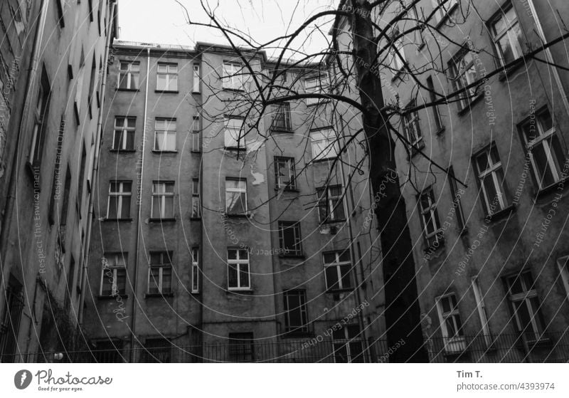 ein alter Berliner Hinterhof in Prenzlauer Berg s/w Baum Innenhof Hauptstadt Stadtzentrum Menschenleer Tag Altstadt Schwarzweißfoto Außenaufnahme Haus Bauwerk