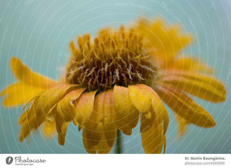 Gaillardia, gelbe Sorte; Kokardenblume Blütenstand Pflanze Hybride Blume Korbblütler Gartenblume Sommerblüher Staude mehrjährig aus Nordamerika Asteraceae