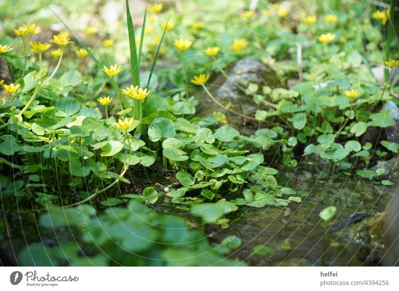 Gelbe Dotter Blume im Wasser vor Hintergrund freigestellt Dotterblumenblüte Wasserpflanze Teich Blüte gelb Makroaufnahme Frühling grün Zierblume Wildblume