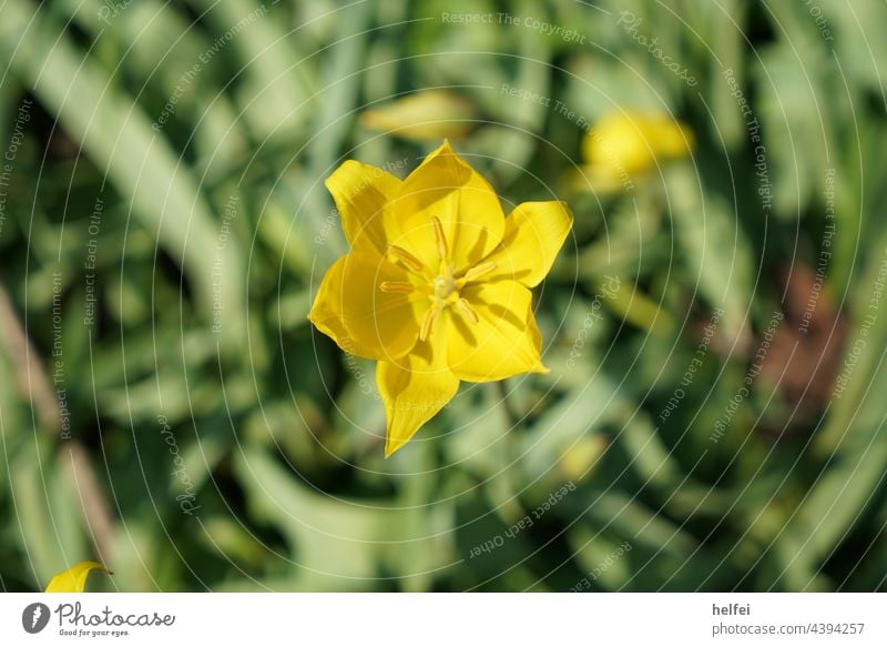 Gelbe Blume im Feld vor Hintergrund freigestellt Blüte gelb Makroaufnahme Frühling grün Zierblume Wildblume Gartenblume sonniger Tag Frühlingsgarten