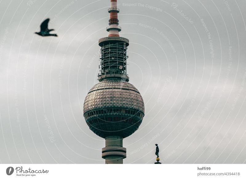 Berliner Fernsehturm mit Taube Wahrzeichen Fersehturm Hauptstadt Turm Denkmal Berlin-Mitte Alexanderplatz Sehenswürdigkeit Sightseeing Architektur Stadtzentrum