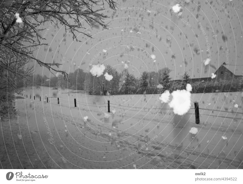 Schneegestöber Winter Schneefall Schneeflocken Blitzlichtaufnahme kalt durcheinander Natur Außenaufnahme Baum Umwelt Ast Himmel geheimnisvoll friedlich Idylle