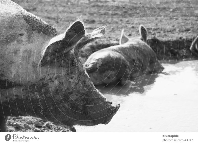 Schweinerei Natur Teich dreckig schwarz weiß Sau Schlamm Borsten Geruch Übelriechend Schlammbad suhlen Schwarzweißfoto Außenaufnahme Tag Schweinekopf Kopf Ohr