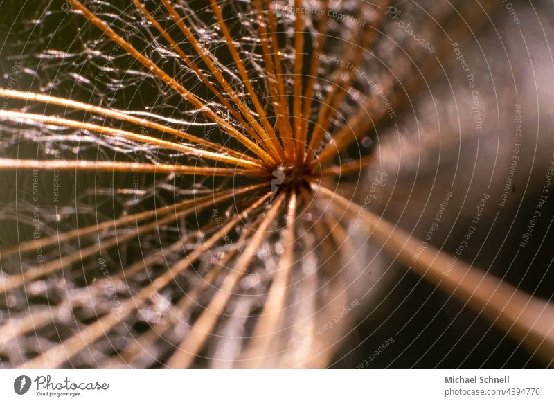 Makroaufnahme eines Schirmfliegers (Pusteblume/Löwenzahn) Samen Detailaufnahme weiß Leichtigkeit leicht zart Blüte Schwache Tiefenschärfe achäne Achänen