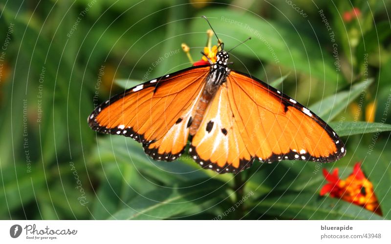 Schmetterling #2 Blatt Flügel grün schwarz orange mehrfarbig Pflanze Sommer Farbfoto Außenaufnahme Nahaufnahme Detailaufnahme Muster Tag Sonnenlicht