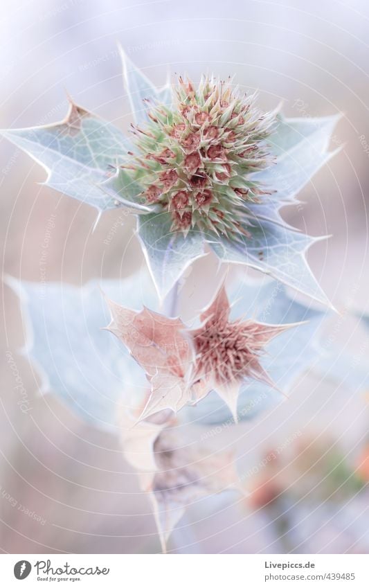 Pflanze am Strand Umwelt Natur Sonnenlicht Blume Blatt Blüte Grünpflanze Wildpflanze Park Blühend Duft eckig natürlich Farbfoto Gedeckte Farben Außenaufnahme