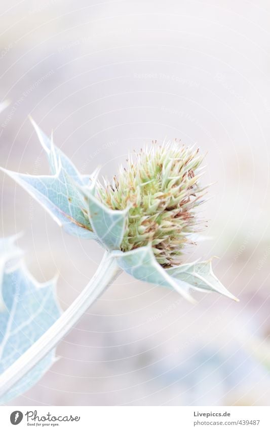 Pflanze am Strand Umwelt Natur Sonnenlicht Blume Blatt Blüte Grünpflanze Wildpflanze Park eckig natürlich Farbfoto Gedeckte Farben Außenaufnahme Nahaufnahme