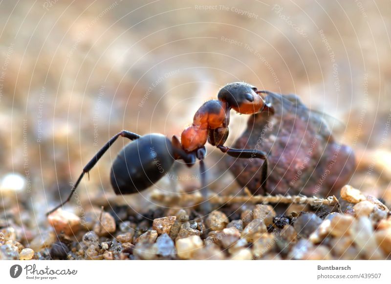 von Staats wegen fleißig Natur Tier Ameise Insekt Hautflügler Gliederfüßer 1 Arbeit & Erwerbstätigkeit klein stark orange schwarz anstrengen Kraft Farbfoto