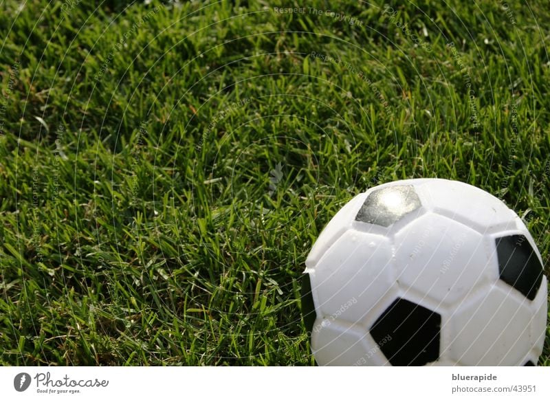 Kick me! Freizeit & Hobby Spielen Ball Gras Wiese Leder Spielzeug rund unten grün schwarz weiß Hundespielzeug rechts Rasen kariert Fußball Farbfoto