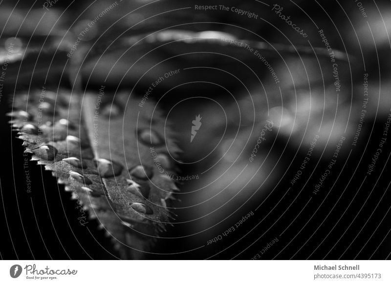 Blatttropfen Tropfen nass Wasser Wassertropfen Regen Nahaufnahme Makroaufnahme Natur Detailaufnahme Reflexion & Spiegelung Blätter Grünpflanze feucht