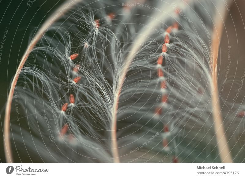 Makroaufnahme: Feine Härchen einer Pflanze Natur Nahaufnahme Detailaufnahme Sommer fein leicht fäden zart weich weiß filigran Farbfoto Samen