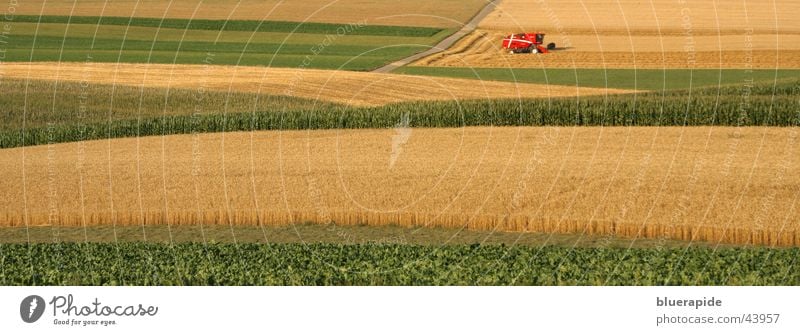 Heute ist Erntetag im Feld gelb gold grün rot Weizen Weizenfeld Mähdrescher Getreide goldgelb Pflanze Sommer Landwirtschaft Farbfoto Außenaufnahme Tag