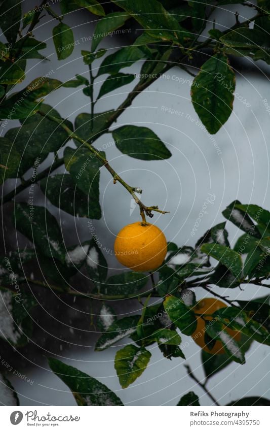 Orangenbaum mit einer einzelnen Orange, die mit Schnee bedeckt ist Saison Natur Muster Eiszapfen abstrakt Frosttrieb natürlich kalt Wald Baum wolkig Schönheit