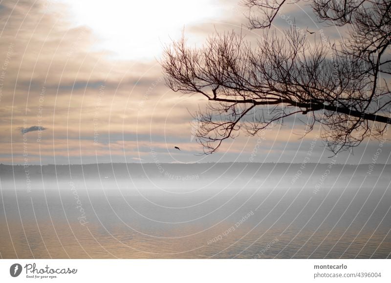 Herbstnebel liegt über dem Bodensee Wasser Himmel Landschaft stille Ruhe Frische Luft Herbstlich Aussicht Umwelt Stimmung Romantik Abendhimmel Sehnsucht