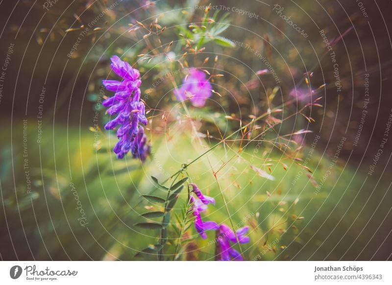 lila Blume Vogel-Wicke (Vicia cracca) auf der Waldwiese Schmetterlingsblütenartige Wicken Fabeae Hülsenfrüchtler Faboideae Fabaceae Fabales Fiederblättchen