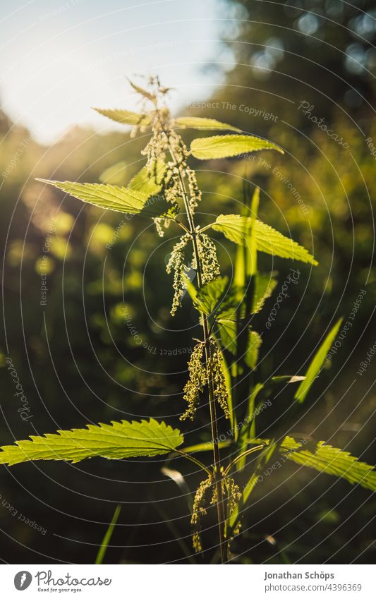 Brennnessel im Gegenlicht Nahaufnahme im Wald Wildpflanze Pflanze Unkraut Heilpflanzen Natur grün Außenaufnahme Farbfoto Tag Schwache Tiefenschärfe Blatt