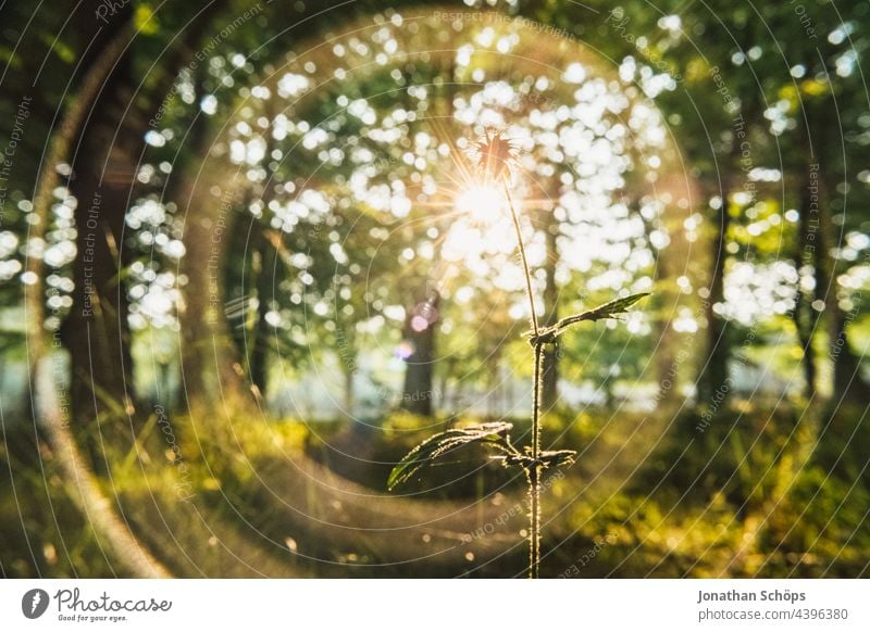 Pflanze im Gegenlicht Nahaufnahme im Wald mit Lichtreflektionen Wildpflanze Heilpflanzen Natur grün Außenaufnahme Farbfoto Tag Schwache Tiefenschärfe Blatt