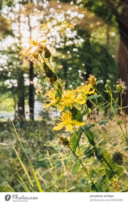 Pflanze im Gegenlicht Nahaufnahme im Wald mit Lichtreflektionen Wildpflanze Heilpflanzen Natur grün Außenaufnahme Farbfoto Tag Schwache Tiefenschärfe Blatt