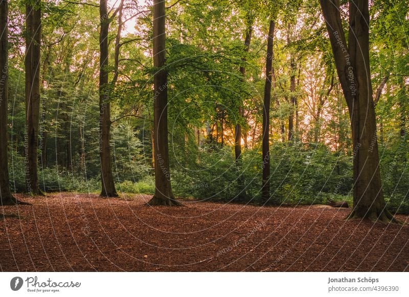 leuchtender Wald mit Abendsonne hinter den Bäumen Grünkraft Baum Küchwald Natur Sonne Außenaufnahme Sonnenlicht Licht Menschenleer Farbfoto Landschaft grün