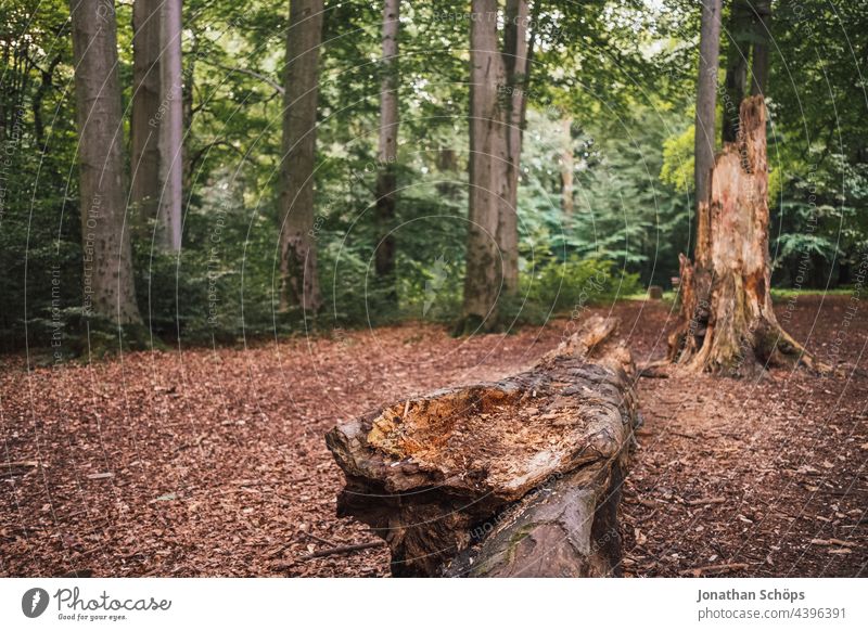 Baumstamm im Wald Bäume Küchwald Natur Sonne Außenaufnahme Sonnenlicht Licht Menschenleer Farbfoto Landschaft Umwelt Erholung Erdung Waldboden Ruhe Idylle Abend