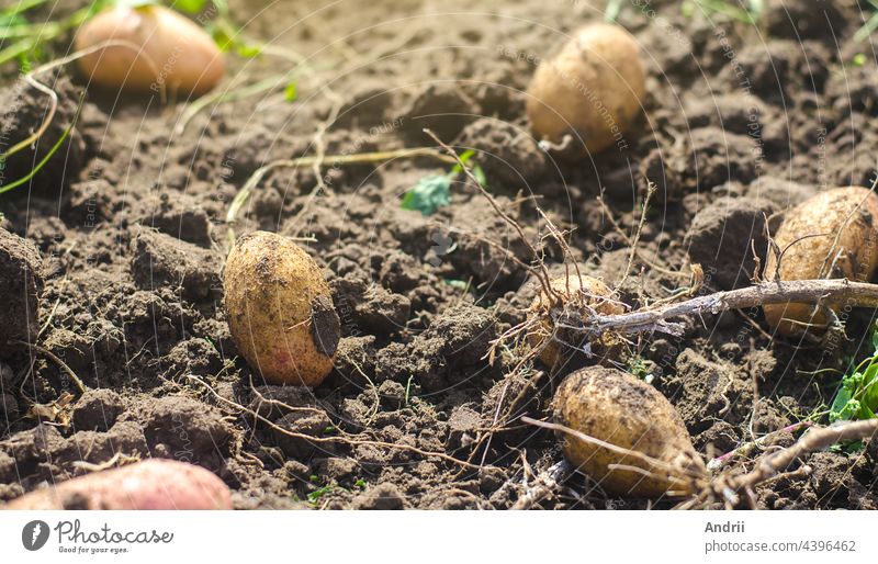 Viele Kartoffelknollen liegen nach der Ernte auf dem lockeren Boden. Gartenbau und Landwirtschaft. Frisches Bio-Gemüse, ökologische landwirtschaftliche Lebensmittelprodukte. Landwirtschaftliche Produktion.