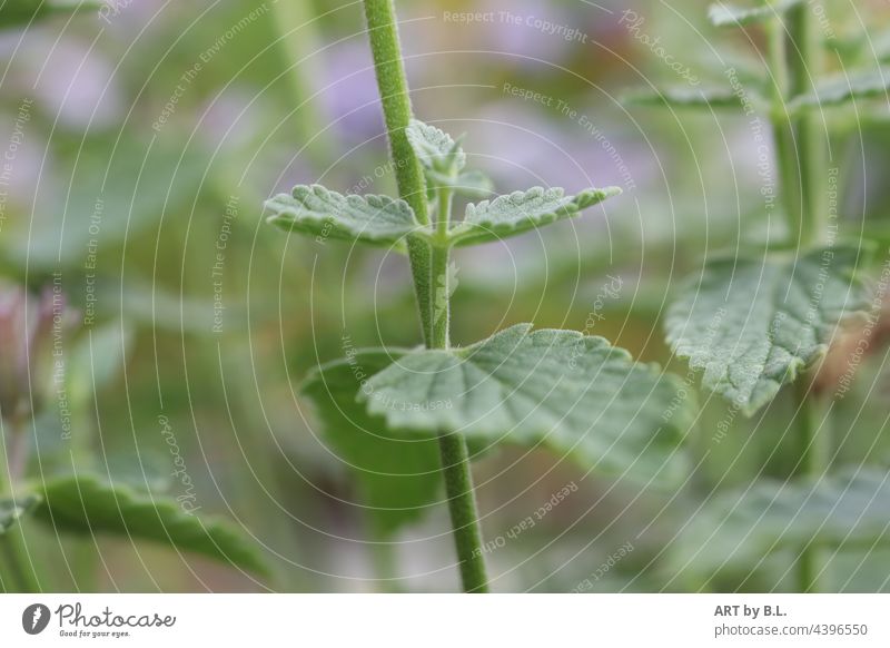 Ausschnitt Blätter und Stiel der Katzenminze pflanze blatt blätter stiel katzenminze garten natur staude