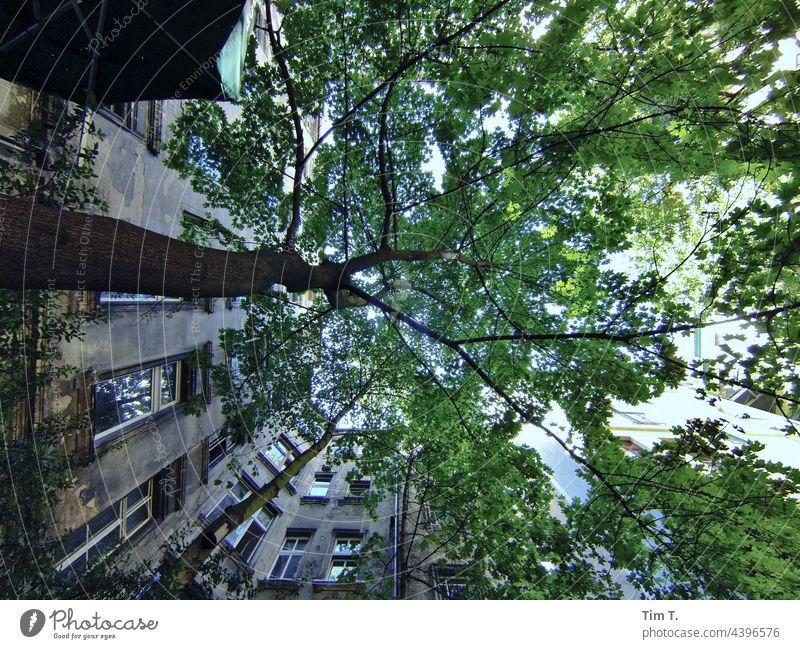 Blick nach oben in einem Berliner Hinterhof mit Baum Schönhauser Allee Prenzlauer Berg Stadtzentrum Hauptstadt Altstadt Menschenleer Gebäude Tag Bauwerk