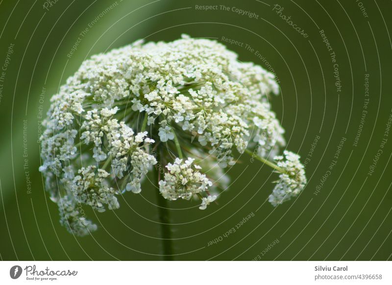 Wilde Möhre Blütenstand Nahaufnahme mit grünem verschwommenen Hintergrund Ansicht Blume Natur Pflanze Flora Samen weiß dolden Makro natürlich Blütezeit geblümt