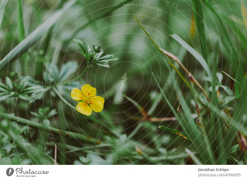 Butterblume Makro auf der Wiese grün gelb gelbe blume Wiesenblume Wiesenpflanzen Hahnenfußgewächse Ranunculus Blume Natur Pflanze Blüte Außenaufnahme Sommer