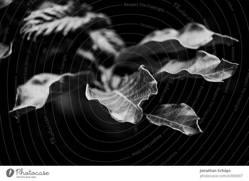 Blätter Nahaufnahme dunkel schwarzweiß Schwarzweißfoto hoher Kontrast düster Künstlerisch edel Pflanze fineart Natur Außenaufnahme Menschenleer Detailaufnahme