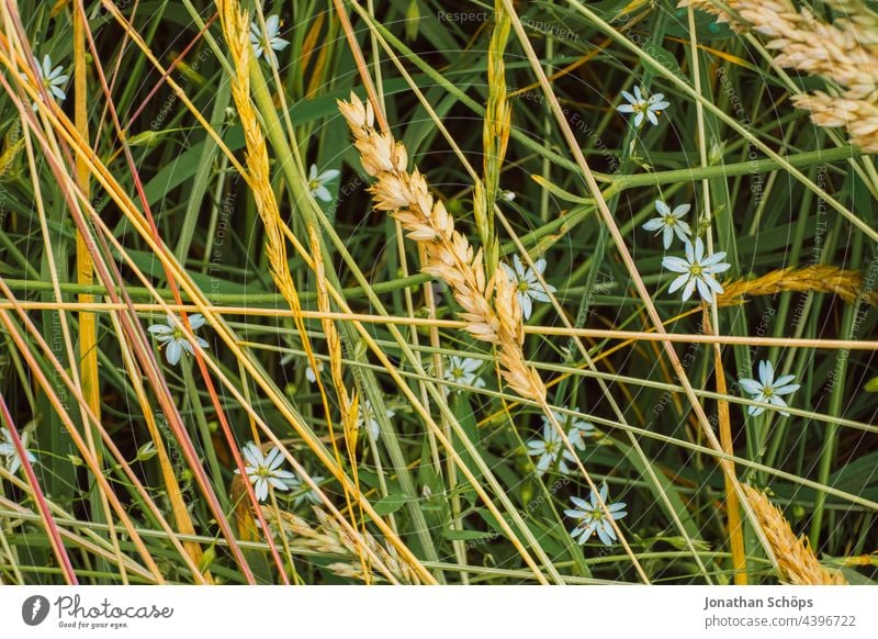 Gräser und Blumen wild durcheinander Gras Wiese Nahaufnahme Makro Stroh Natur Garten Pflanze Blüte grün schön Waldwiese Muster wirr natürlich Wildpflanze Rasen