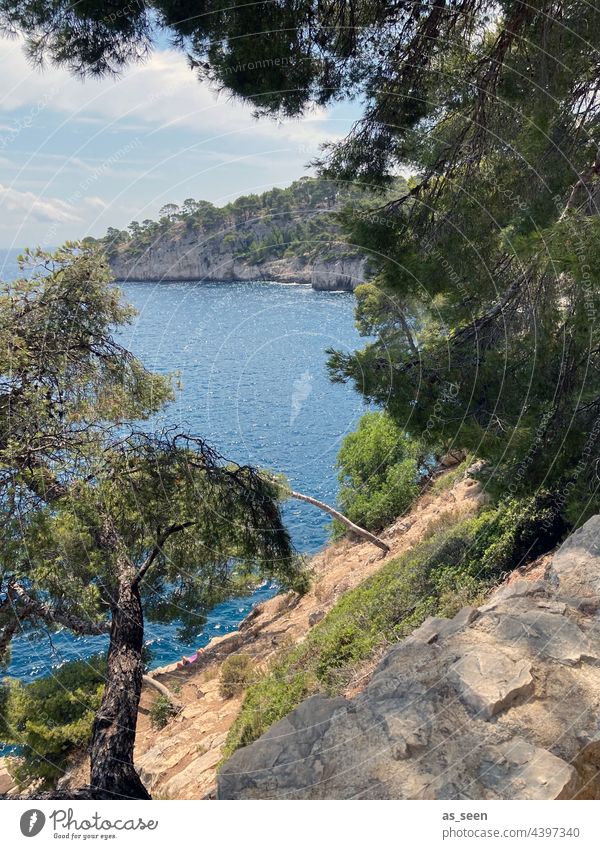 Calanques Klippen Meer Marseille blau orange grün Pinie Mittelmeer Pflanze Außenaufnahme Natur mediterran Farbfoto Umwelt Provence Südfrankreich Frankreich Tag