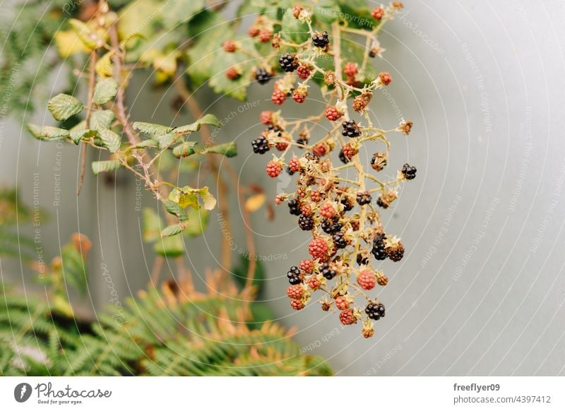 Wilde Himbeeren am Zweig wild Ast süß Sommer organisch Blatt Garten natürlich Lebensmittel Beeren grün reif Frucht Pflanze frisch Natur Wachstum Gesundheit rot