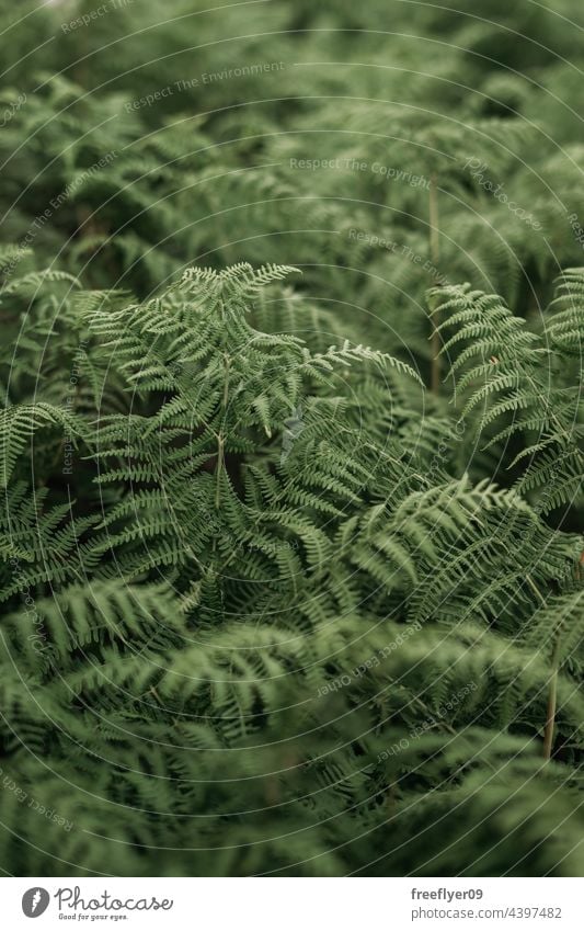 Wilde Farnwälder in Galicien, Spanien Farne wild Unterwuchs Wald Galicia Natur Textfreiraum Stimmung Umwelt Blätter Laubwerk Garten Flora im Freien grün