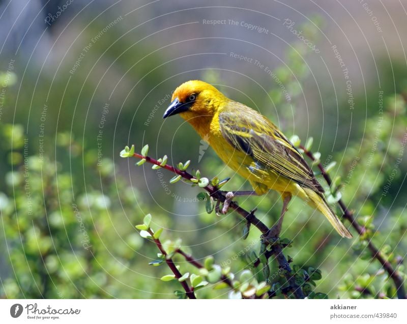 piep Umwelt Natur Pflanze Tier Sträucher Wildtier Vogel Flügel 1 natürlich gelb grün Feder Farbfoto mehrfarbig Außenaufnahme Menschenleer Tag Licht Sonnenlicht