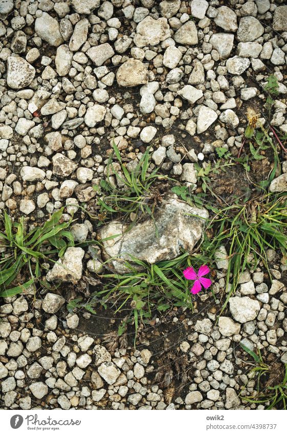 Eine Art Nelke Nahaufnahme Detailaufnahme Blüte Blume Wildpflanze zart klein Schönes Wetter Sommer Wachstum natürlich Außenaufnahme Pflanze Natur violett lila