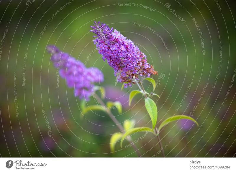 Sommerflieder, Schmetterlingsflieder, Buddleja davidii. Blüten , schwache Tiefenschärfe Schmetterlingsbaum blühen Nahaufnahme lila grün