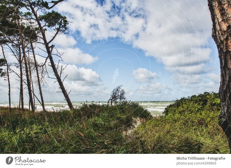 Weststrand Fischland - Darß Fischland-Darß-Zingst Strand Ostsee Küste Wellen Wasser Meer Sand Bäume Wald Himmel Wolken Wind Sonne Natur Landschaft