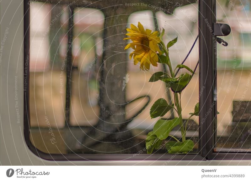 Sonnenblume im Fenster von einem Wohnmobil Transporter Camping Freizeit & Hobby Campingplatz Farbfoto Erholung Sommer Mobilität Wohnwagen