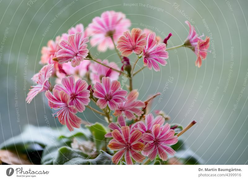 Lewisia cotyledon mit rosa Blüten, Sukkulente aus den Rocky Mountains Bitterwurz Pflanze sukkulent aus Nordamerika Rosette bühend Steingartenpflanze winterhart