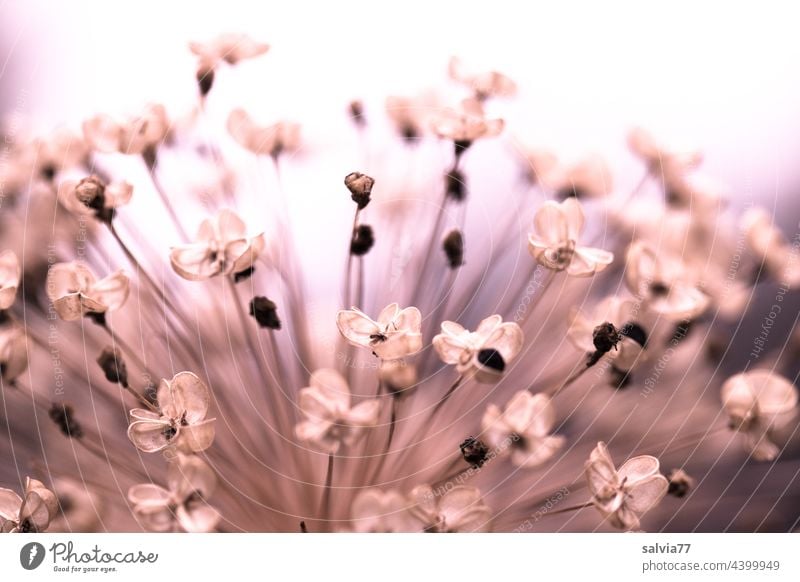 Fruchtstand des Zierlauchs (Allium) Natur Samen Pflanze Schwache Tiefenschärfe Makroaufnahme Nahaufnahme Blüte Blume samenstand Vermehrung Gegenlicht