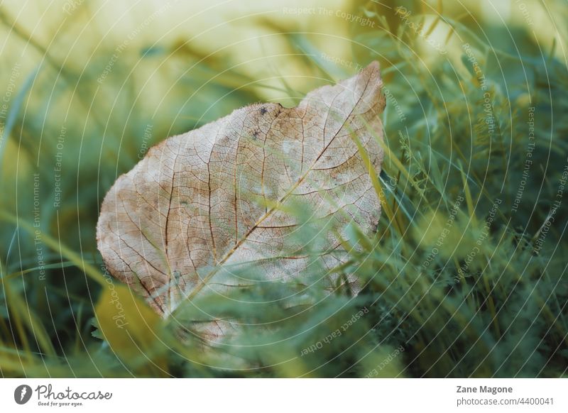 Gefallenes Blatt im grünen Gras, Frühherbst Textur Herbstbeginn Traurigkeit Wind abstrakt Einsames Blatt gefallen früh Zu früh Der Herbst kommt Ende des Sommers