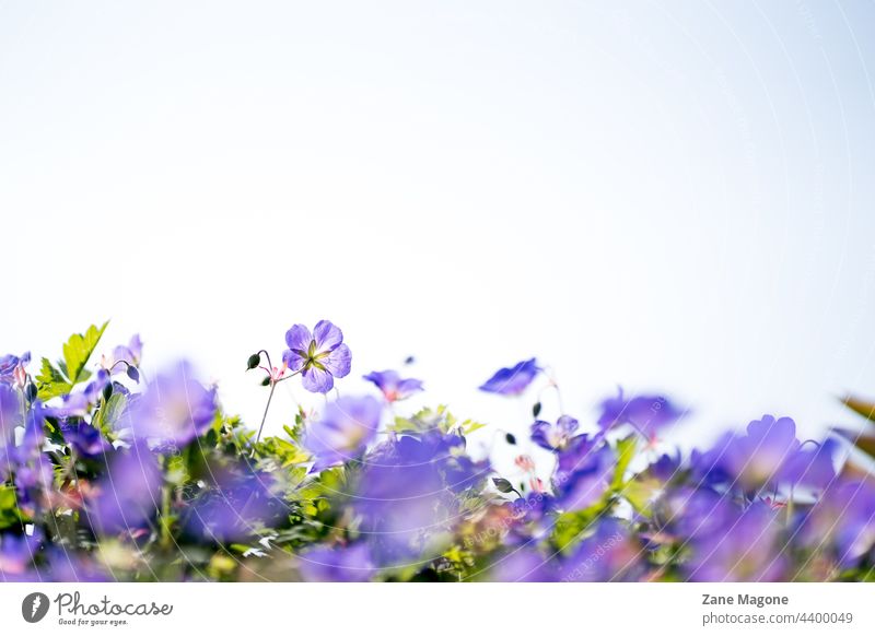 Geranium 'Gerwat' ROZANNE, (Storchschnabel), floraler Hintergrund mit Kopierraum gerwat Kranichschnabel purpur blumiger Hintergrund Textfreiraum Garten Blüte