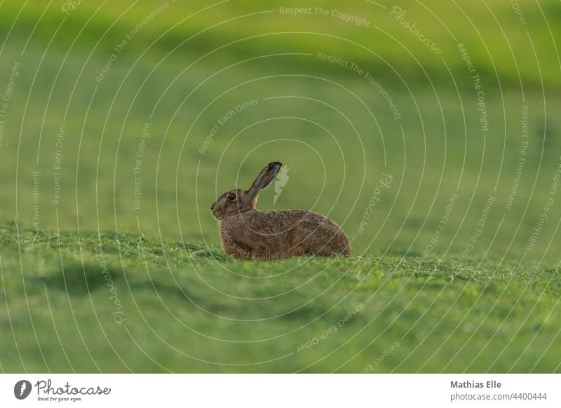 Hase entspannt sich auf der frisch gemähten Wiese Hasenohren Tierliebe Schutz dunkelgrün gedeckte Farben Tageslicht Wachsamkeit wild Gras Unschärfe Menschenleer