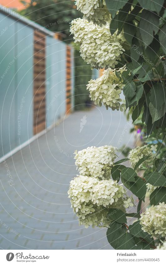 Annabelle Hortensie am Weg in einem Wohngebiet mit unscharfem Hintergrund Blüte Hortensienblüte Blume Pflanze Nahaufnahme Detailaufnahme Makroaufnahme Garten