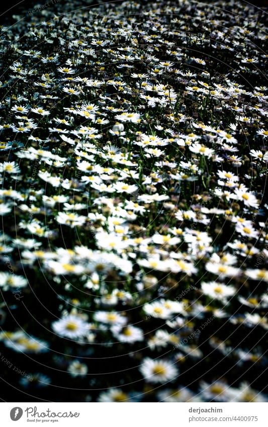 Ganz ganz viele Gänseblümchen,  auf einer Stelle. Blumen Farbfoto Blumen und Pflanzen Sommer Außenaufnahme Blühend Blüte grün natürlich Nahaufnahme Blütenblatt