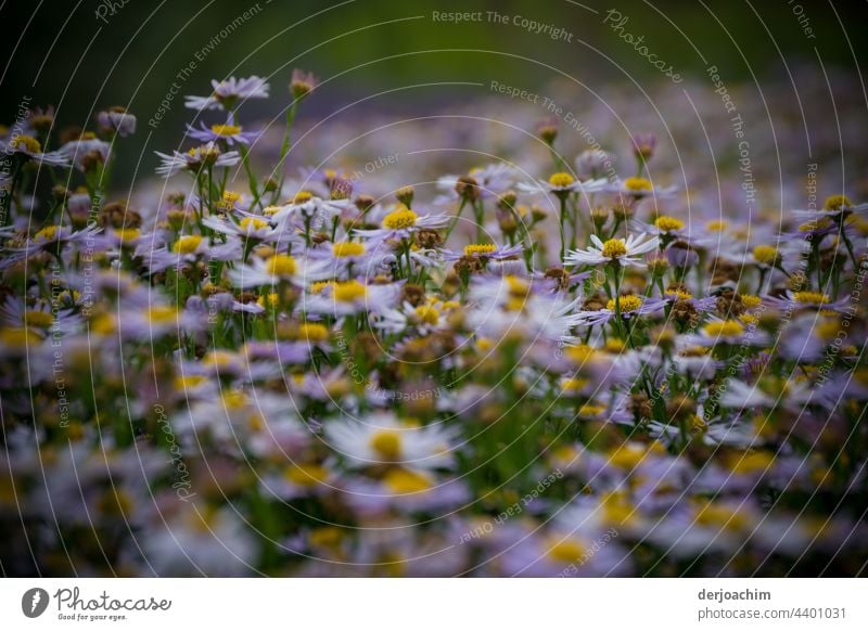 1001 x  Gänseblümchen blühen noch. Blumen Natur Blüte Blühend Pflanze Farbfoto Blumen und Pflanzen natürlich Außenaufnahme Sommer Blütenblatt Umwelt gelb